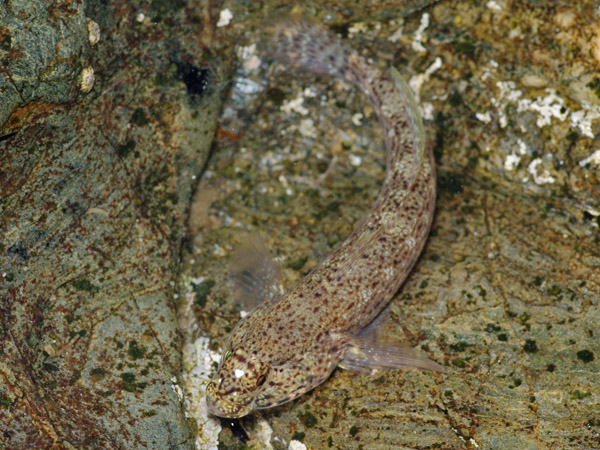 Pesce2, Mare Egeo, 06.2011 (Gobius incognitus)